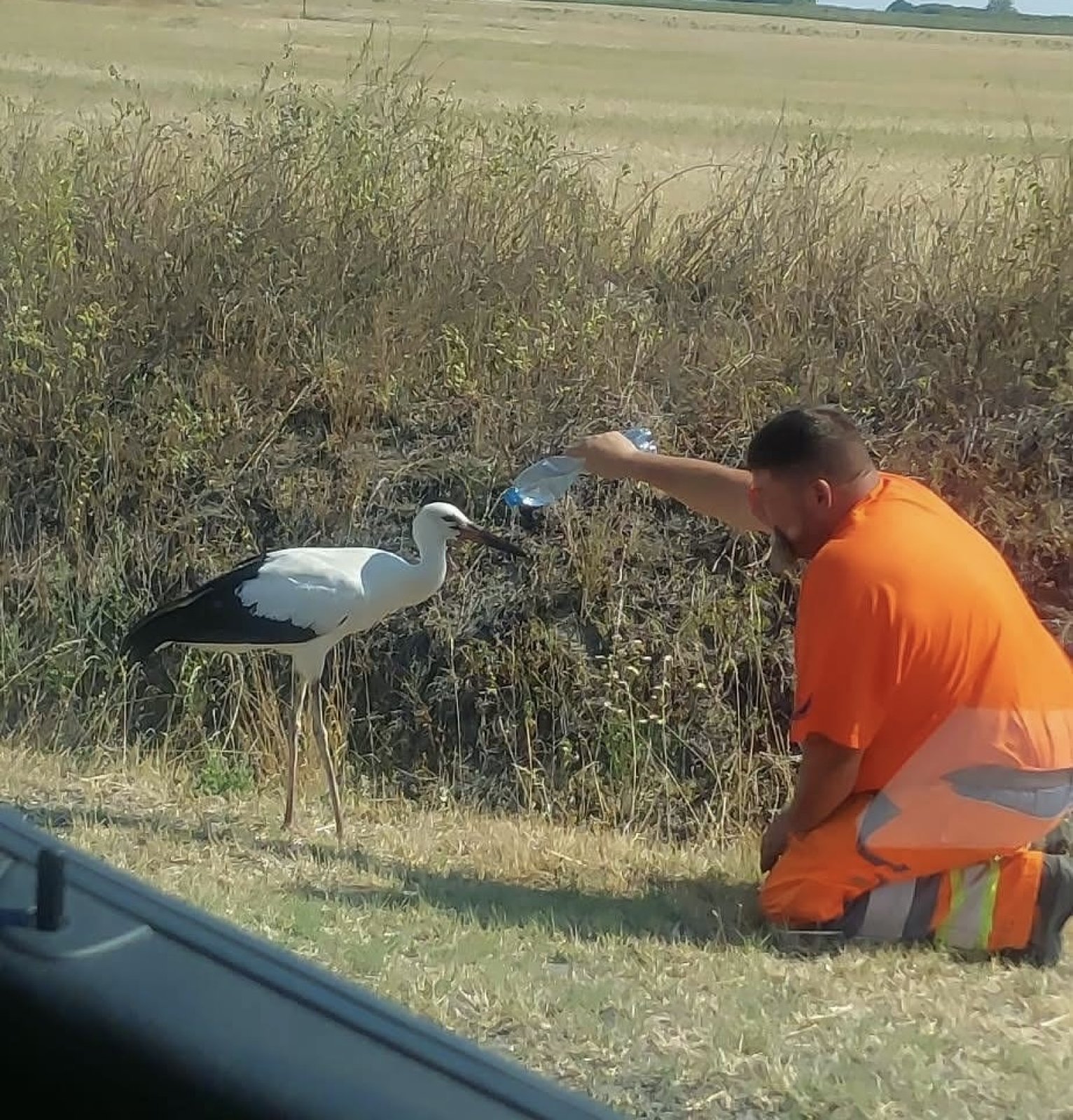 A kánikula emberi arca
